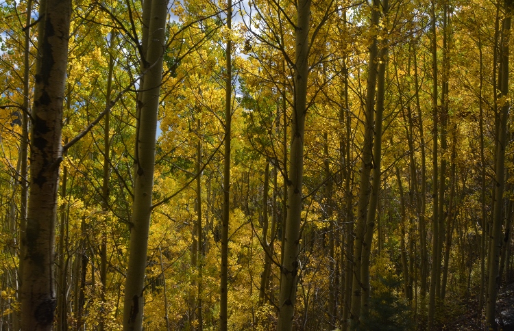 stand of aspen trees in yellow